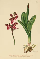 Spitzels Knabenkraut