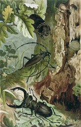 Hirschkäfer und Bockkäfer, Tafel aus Brehms Tierleben: Allgemeine Kunde des Tierreichs, Bd. 9, S. 80, veröffentlicht vom Bibliographischen Institut, 1892