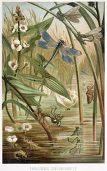Entwicklungsstadien einer Libelle, aus Brehms Tierleben, veröffentlicht 1860er Jahre