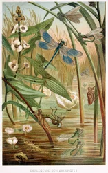 Entwicklungsstadien einer Libelle, aus Brehms Tierleben, veröffentlicht 1860