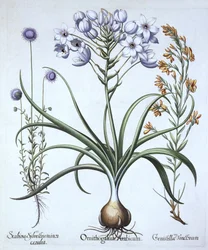 Stern von Bethlehem, mit Blaublütigem Schafskraut und Färber-Ginster, aus Hortus Eystettensis, von Basil Besler (1561-1629), veröffentlicht 1613