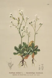 Stern-Steinbrech