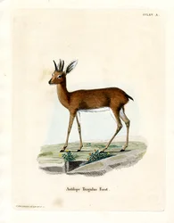 Steinbock