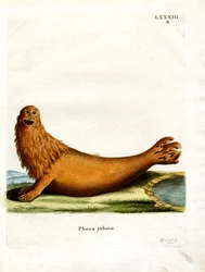 Stellerscher Seelöwe