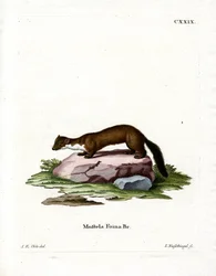 Steinmarder