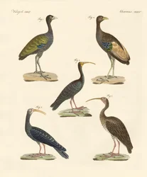 Seltsame brasilianische Vögel
