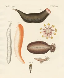 Seltsame Holothurien