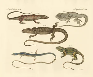 Seltsame Amphibien