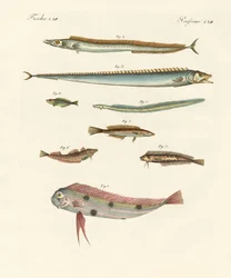 Seltsame und schöne Fische