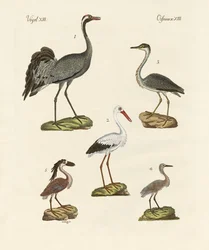 Seltsame Strandvögel