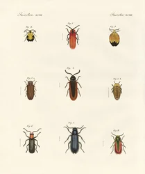 Seltsame Käfer