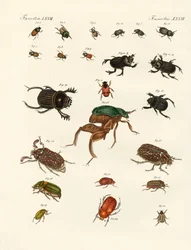 Seltsame Käfer