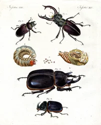 Seltsame Käfer