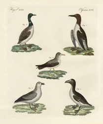 Seltsame Vögel