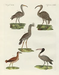 Seltsame Vögel