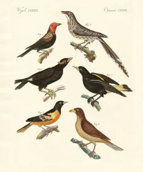 Seltsame Vögel