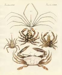Seltsame Krebse