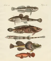 Seltsame Fische