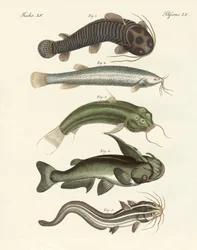 Seltsame Fische