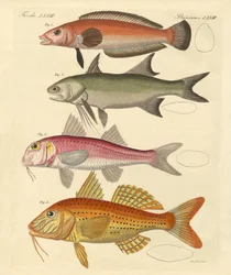 Seltsame Fische