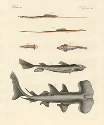 Seltsame Fische