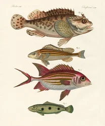 Seltsame Fische