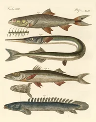 Seltsame Fische