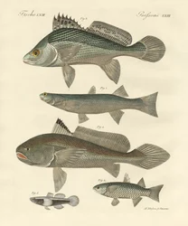 Seltsame Fische aus dem Ganges
