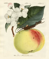 Seltsame Früchte