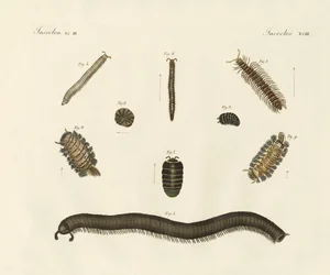 Seltsame Insekten