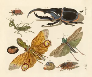 Seltsame Insekten
