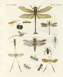 Seltsame Insekten