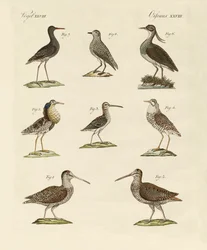 Seltsame Sumpfvögel