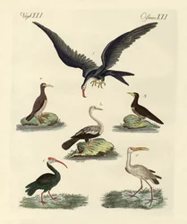 Seltsame Sumpfvögel und Wasservögel