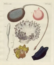 Seltsame Mollusken