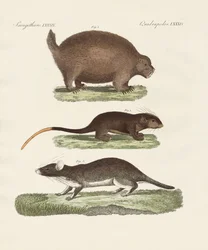 Seltsame stachelige Tiere