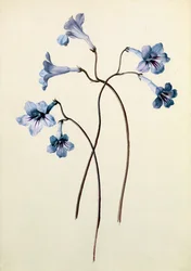 Streptocarpus, um 1790