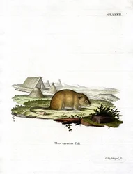 Gestreifte Feldmaus