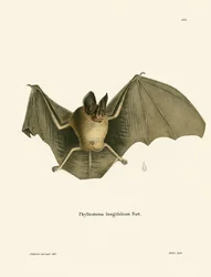 Gestreifte Haar-Nasen-Fledermaus