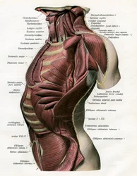 Studie der Muskeln des menschlichen Torsos und Halses