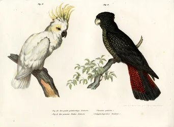 Gelbhaubenkakadu, 1864