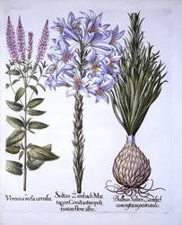 Sultan-Zambach-Lilie und Zwiebel, Ehrenpreis, aus Hortus Eystettensis, von Basil Besler, 1613