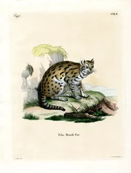 Sunda-Nebelpanther