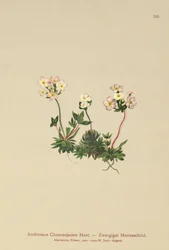 Süßblütiges Mannsschild (Androsace Chamaejasme)