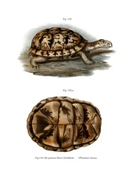 Sumpfschildkröte