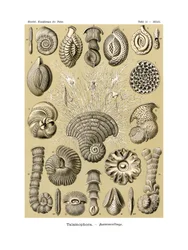 Thalamophora