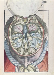 Das Gehirn, aus Ophthalmodouleia von Georg Bartisch (1535-1636) veröffentlicht in Dresden 1583 (kolorierter Holzschnitt)