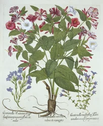 Wunder von Peru und zwei Arten von Enzian, aus Hortus Eystettensis, von Basil Besler (1561-1629), veröffentlicht 1613