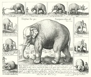 Der fügsame Elefant (Gravur)