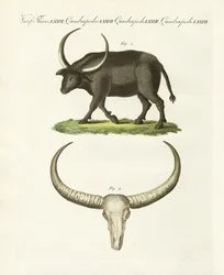Der riesige Büffel